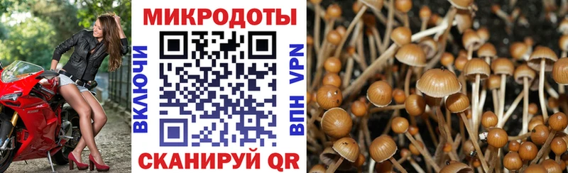 Купить где  Чулым  Псилоцибиновые грибы Cubensis 